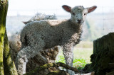 21st - Woolly Jumper