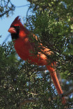 Tanagers, Cardinals Etc.
