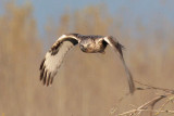 Rough-legged Hawk