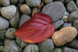 Red Leaf & Rocks