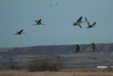 Sandhill Cranes fly out at dusk
