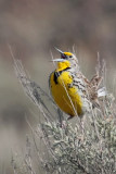 Western Meadowlark