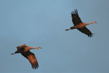 Sandhill Cranes fly out at sunset