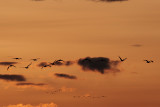 Sandhill Cranes fly out at sunset