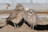 Burrowing Owl