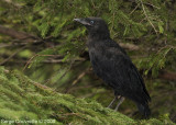 Corneille dAmrique (Juvnile) //  American Crow (Immature)