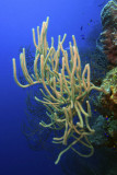 Sea rod corals