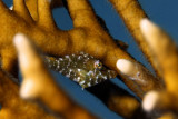 Slender filefish in fire coral