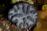 Knobby cactus coral
