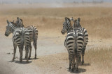 Tanzania, Safari - Oktober 2006 - 1045