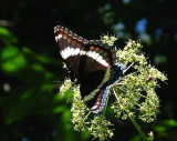 White Admiral