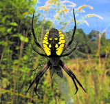 Black and Yellow Argiope A aurantia