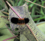 Woolybear, Isabella Tiger Moth, Pyrrharctia isabella