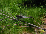 Chalk-fronted Corporal