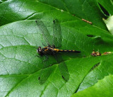 Crimson-ringed Whiteface