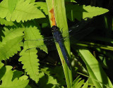 Slaty Skimmer