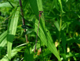 Slender Spreadwing