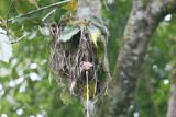 Red-faced Spinetail Nest - Finca Lerida