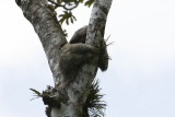 Brown-throated Three-toed Sloth - Canopy Lodge