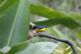 Thick-billed Euphonia (M) - Canopy Lodge
