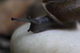 Snail 003