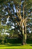Bishops Garden tree