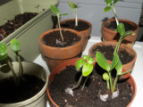 seedlings 014.jpg