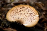 Polyporus squamosus04725.jpg