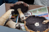 Stropharia rugosoannulata04679.jpg