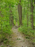 Path to More Morels00334.jpg