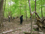 Scanning the ground for morels1000278.jpg