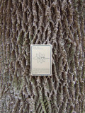 White Ash Bark Design 1556.jpg