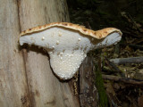 Polyporus squamosus, the Dryad Saddle - pore side dropplets1766-1.jpg