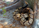 Canebrake Rattlesnake