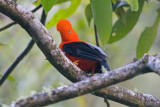 Peru - Birds