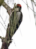 Woodpecker-ID.jpg