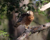 Red-shouldered Hawk and Carolina Wren