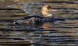 Red-breasted Merganser