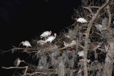 White Ibis At Night