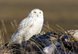 Snowy Owl