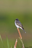 EasternKingbird