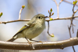 Ruby-Crowned Kinglet