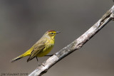 Palm Warbler