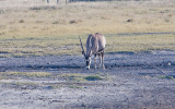 Gemsbok / Oryx