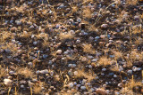 gravel