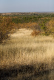Atumn colours II