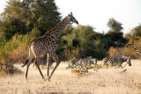 Giraffe and zebra