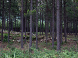 Foresty near Sabie