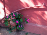 Periwinkles