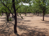 Shingwedzi Camp ~ Kruger National Park